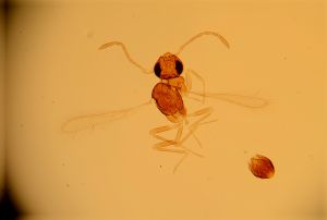 valkenburgica Htype 3.jpg