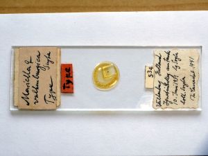 valkenburgica Htype s.JPG