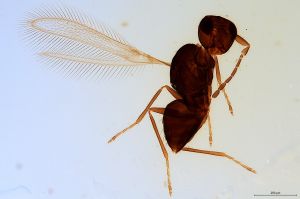 ensipennis  Soyka Htype 0-0.jpg