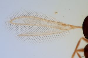ensipennis Htype 0-1.jpg