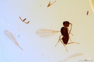 ensipennis Htype 0-11.jpg