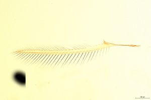 ensipennis Htype 0-3-1.png