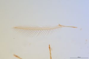 ensipennis Htype 0-3.png