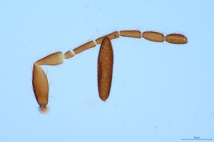 ensipennis Htype 0-4-1.png