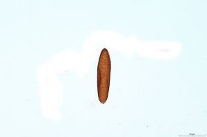 ensipennis Htype 0-4-2.png