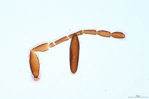 ensipennis Htype 0-4.jpg