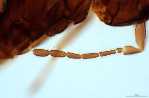 ensipennis Htype 0-5.png