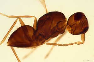 ensipennis Htype 0-6.jpg