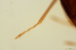 ensipennis Htype 0-7.jpg