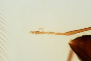 ensipennis Htype 0-8.jpg