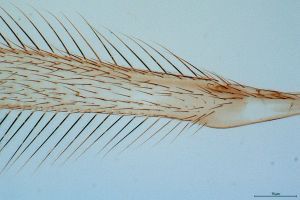 ensipennis Htype 0-8.png