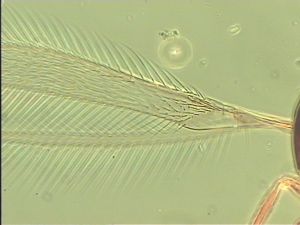 ensipennis Htype 1.jpg