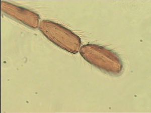 ensipennis Htype 10.jpg