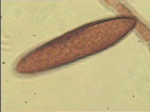 ensipennis Htype 12.jpg