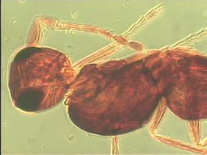 ensipennis Htype 13.jpg