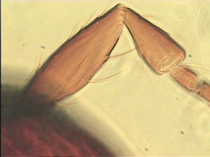 ensipennis Htype 14.jpg