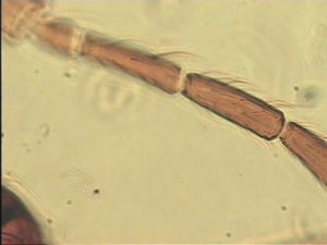 ensipennis Htype 15.jpg