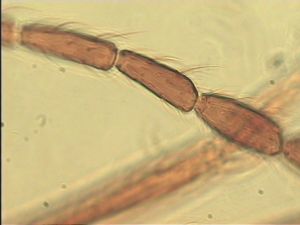 ensipennis Htype 16.jpg