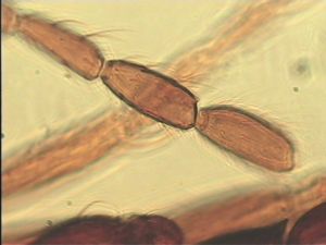 ensipennis Htype 17.jpg