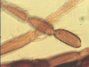 ensipennis Htype 18.jpg