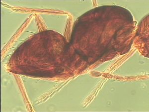 ensipennis Htype 19.jpg