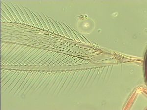 ensipennis Htype 2.jpg