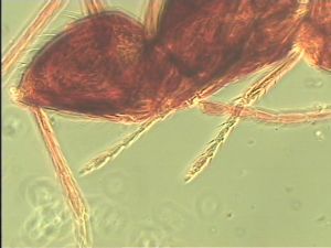 ensipennis Htype 20.jpg