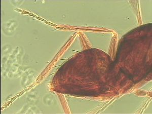 ensipennis Htype 21.jpg