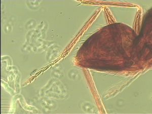 ensipennis Htype 22.jpg