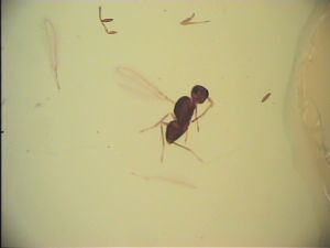 ensipennis Htype 23.jpg