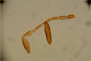 ensipennis Htype 25.jpg