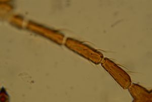 ensipennis Htype 26.jpg