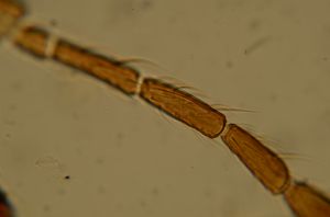 ensipennis Htype 27.jpg