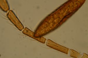 ensipennis Htype 29.jpg