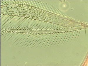 ensipennis Htype 3.jpg