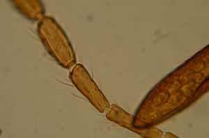 ensipennis Htype 30.jpg