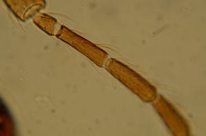 ensipennis Htype 31.jpg