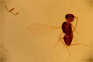 ensipennis Htype 32.jpg