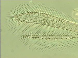 ensipennis Htype 4.jpg