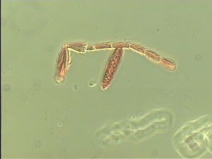 ensipennis Htype 5.jpg