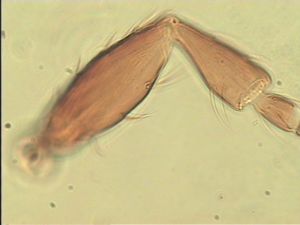 ensipennis Htype 6.jpg