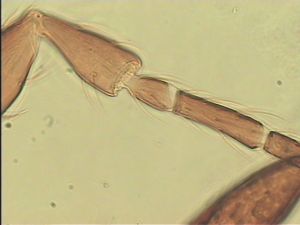 ensipennis Htype 7.jpg