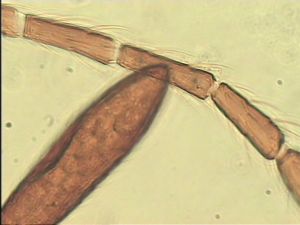 ensipennis Htype 8.jpg