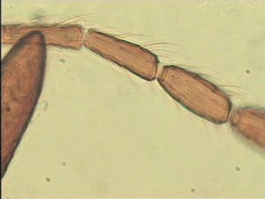 ensipennis Htype 9.jpg