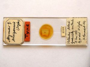 ensipennis Htype s.JPG