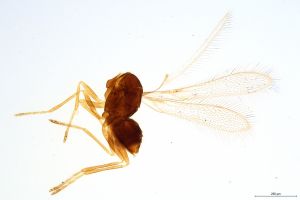 antoniae  Soyka Htype 0.jpg