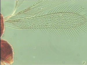 antoniae Htype 1.jpg