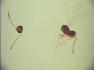 antoniae Htype 12.jpg