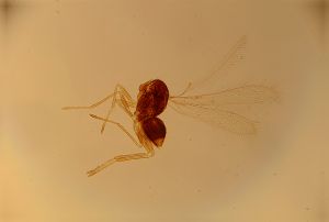 antoniae Htype 13.jpg