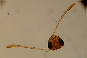 antoniae Htype 14.jpg